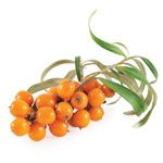 Sea buckthorn extract