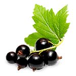 Black currant