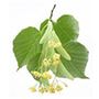 Linden blossom