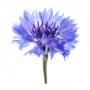 Cornflower